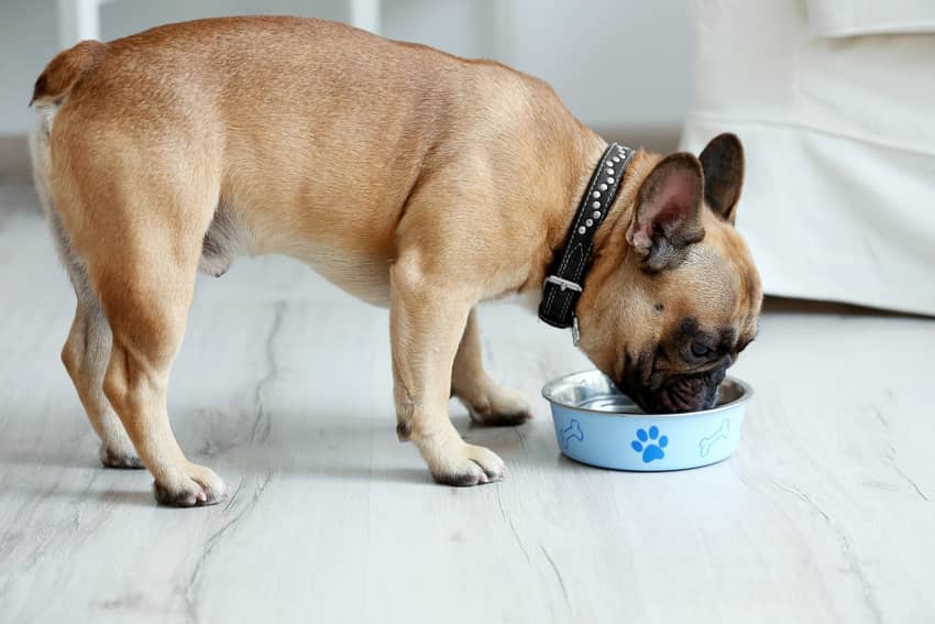 How to feed a French Bulldog