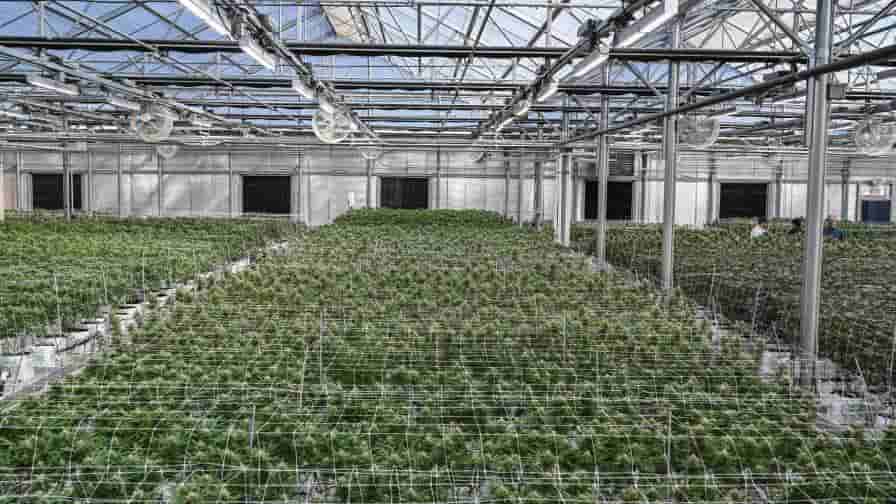 Growing Cannabis In A Greenhouse With Care