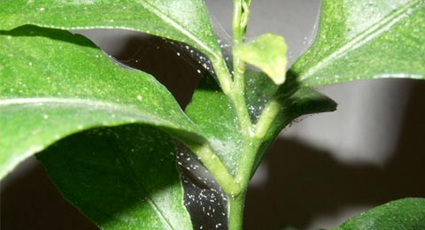 Controlling Spider Mites on Your Houseplants