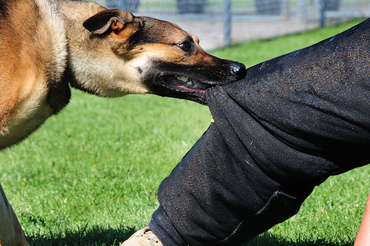 What To Do After A Dog Attack For Compensation?